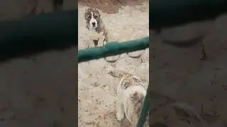 Щенки Алабая в питомнике "Белый Лекарь"