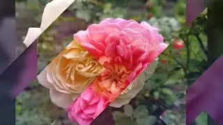 My Roses, мои розы