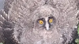 🐕 Пёс Филя. И Сова Аннушка. 🦉 Новые Жители Нашего Двора.