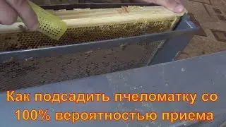 Надежной способ подсадки маток. Подсадка матки пчелиной на 100%. Подсадка элитных маток из Германии