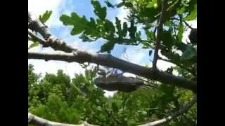 Пение цикады (Малый Утриш)