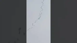 Будни копателей 