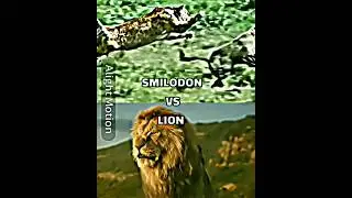Smilodon (Sabertooth tiger)VS Lion edit 🔥