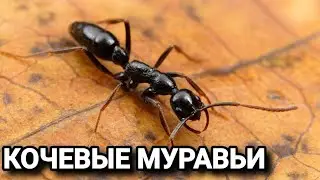 Обзор муравьёв Leptogenys kitteli. 