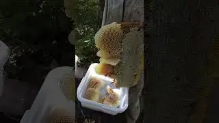 Чистый сотовый мёд