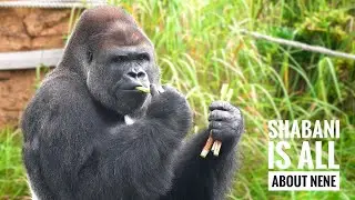 Silverback Gorilla Wants to Stay with Female in Bad Shape | The Shabani's Group