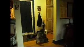 Cat Hunt