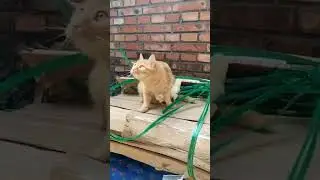 Пушистый телохранитель