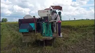 PANEN PADI DENGAN MESIN KOMBET DI BELITANG KAB OKU TIMUR
