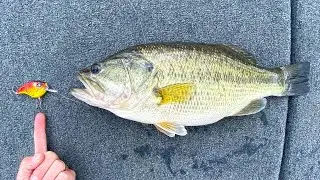 Fishing RED Crankbaits to Find Spring Bass!
