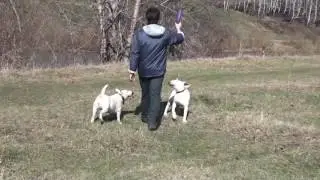 Копия видео "Bull terrier spring 2012/04  part 04"