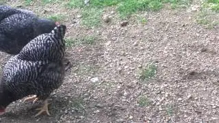 Teasing  backyard chickens with laser pointer
