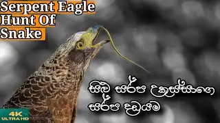 Top1 | The snake swallowed alive | Yala safari kamesh