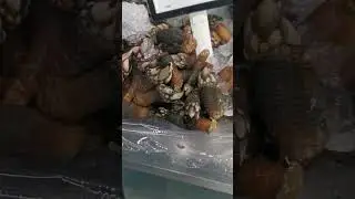 percebes Alcampo