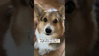 Things About My Corgi You Might Find Cute 