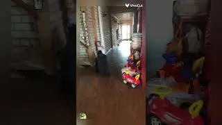Домашние любимцы. Русский чёрный терьер. Наша Тиара.