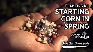 How to Grow Corn From Seeds | Planting 101 | Johnny Appleseed Organic Village