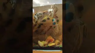 така у неї доля