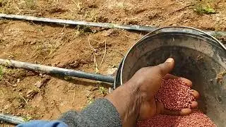 🚜 تجربة جريئة: تحويل أرض البطاطا إلى سورغم! هل نجحت؟ 🌾🤔
