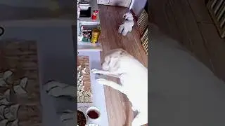 망까지 보면서 대체 몇 개나 먹은 거야? 🐾👀 #shorts #댕댕이 #강아지 #pets #cute #animals #dog