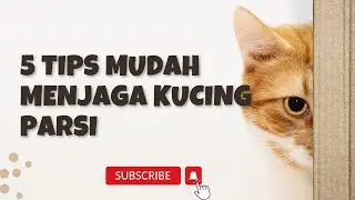 5 TIPS MUDAH MENJAGA KUCING PARSI