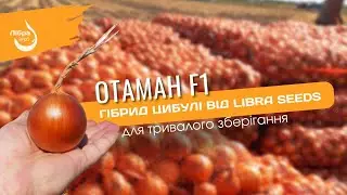ОТАМАН F1 гібрид цибулі від LIBRA SEEDS. Ідеальна стійкість до хвороб.