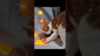 рыжее счастье #кот #рыжий #юмор