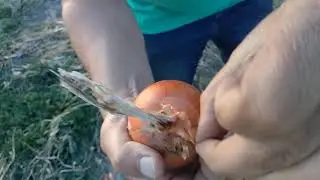Офелия