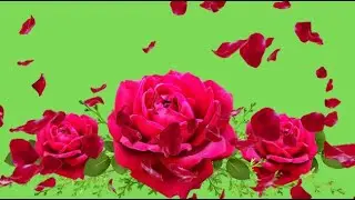 Flower Green Screen | Rose Petals Falling Green Screen Effects