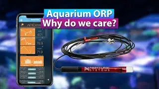 Aquarium ORP - What is it and why do we care?