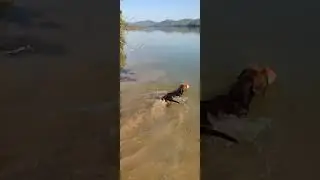 hoje foi duas do neguim , peguei as duas vivas ...