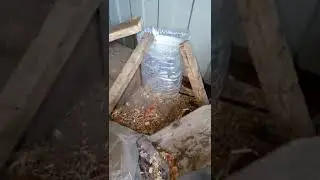 Ловушка на мышей работает