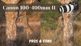 Canon 100-400mm f/4.5-5.6L ii IS USM review | Pros & Cons for wildlife photography