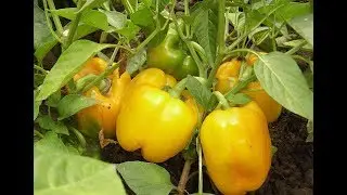 Игромакс Ижевск, Агромакс Удобрение Купить
