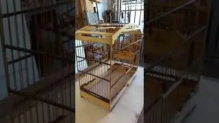 Atelier gaiola de luxo para passarinho