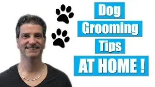 Tips To Help Groom Your Dog At Home
