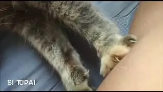 Si tupai tukang urut