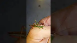 Grasshopper nibbling on my thumb