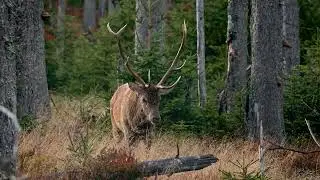 Как говорить Олень  #deer  #voice