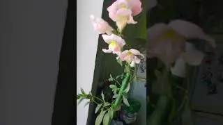 Это что за цветок?