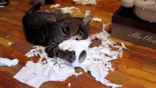 Кошка стащила туалетную бумагу