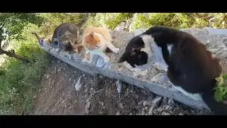 #юмор 🤩КОШКИ РАЗДВИНУЛИ СТОЛЫ😻