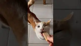 Orange cat