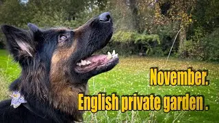 Vlog 194 - English private garden. Gardening works. November