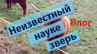 Наша жизнь в Германии 3. Наши ежедневные заботы. Почти зоопарк.