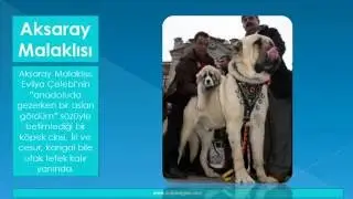 Dünyanın En büyük köpekleri