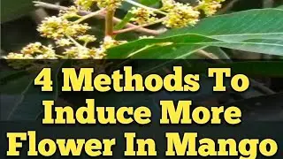 Four different methods to induce more Flower in Mango #mangoflower #mangofloweringspray