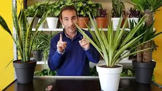 5 PLANTAS TOP para el EXTERIOR de tu casa (terraza, balcón o jardín).