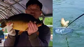 САЗАНЫ и КАРПЫ НА УДОЧКУ. Открытие сезона 2024 #fishing #рыбалка #낚시 #fish