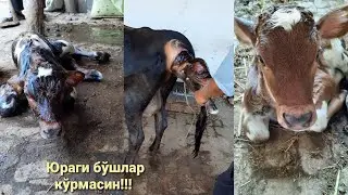 Mol tug‘dirish - o‘quv qo‘llanma. Обучающий видео -Роды корова. Instructional video -birth of cow